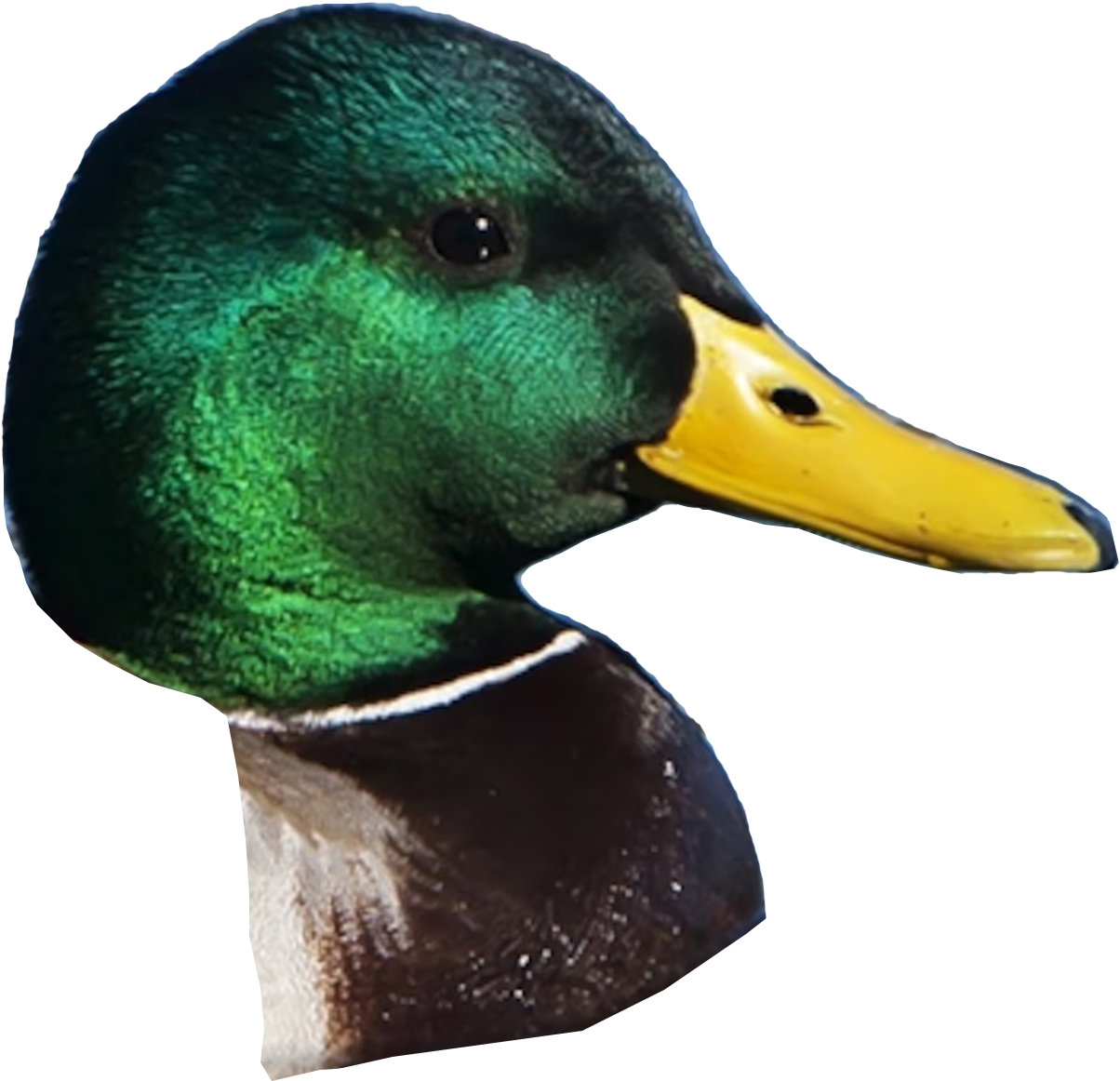 duck
